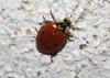 Harmonia axyridis